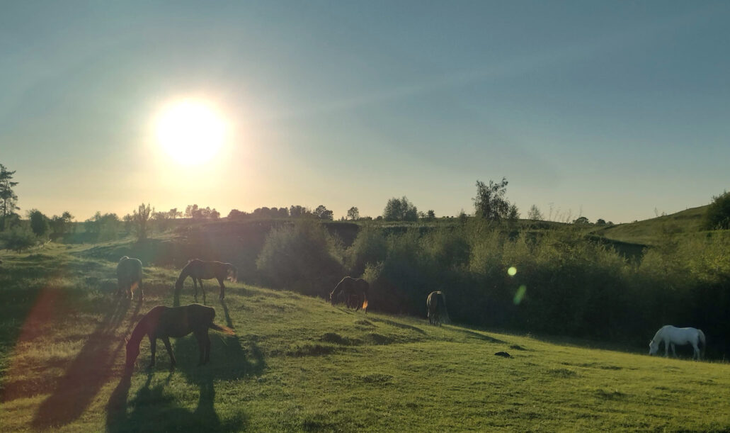 konie-i-ludzie-psychoterapia-z-konmi-psychologia-procesu-laka-scaled